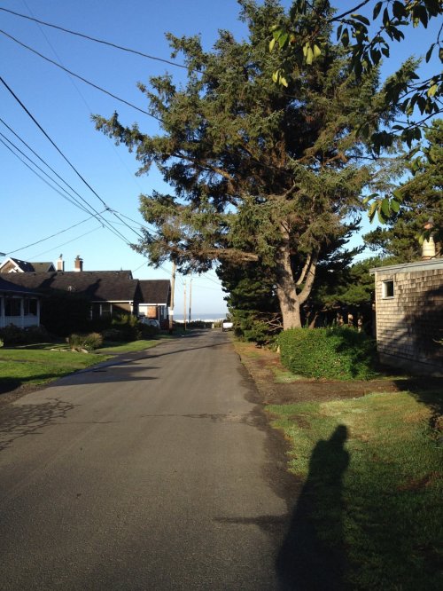 A quiet street lined with trees and houses, under a clear blue sky, with a shadow visible on the road.