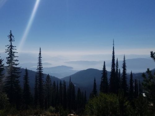A scenic view of misty mountains and valleys, framed by tall evergreen trees under a clear blue sky.
