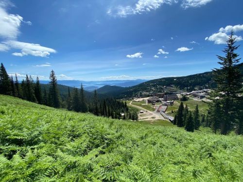 A scenic view of a green hillside with ferns, mountains in the background, and a small town below under a blue sky.