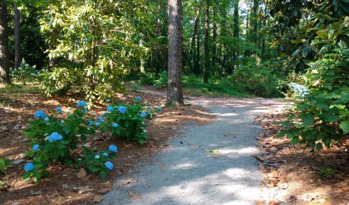 A serene pathway through a lush green forest, lined with blue hydrangeas and dappled sunlight filtering through trees.