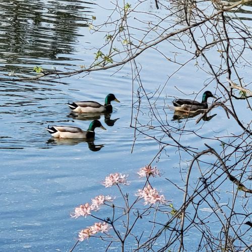 Three ducks swim peacefully in a calm waterway, surrounded by delicate pink flowers and budding branches.