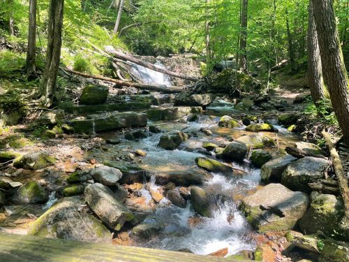 A serene forest scene featuring a flowing stream with rocks and a small waterfall surrounded by lush greenery.