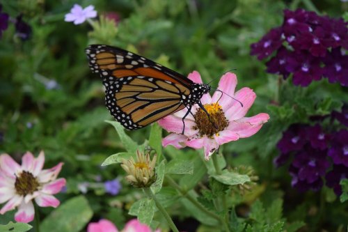 A monarch butterfly perched on a pink flower amidst a garden of colorful blooms.