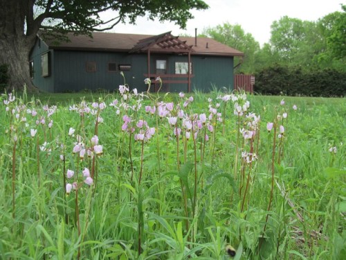 A field of pink and white wildflowers in front of a green house with a wooden pergola and trees in the background.