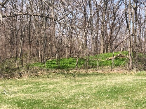 A grassy area surrounded by bare trees, with a hint of green emerging in a wooded landscape.