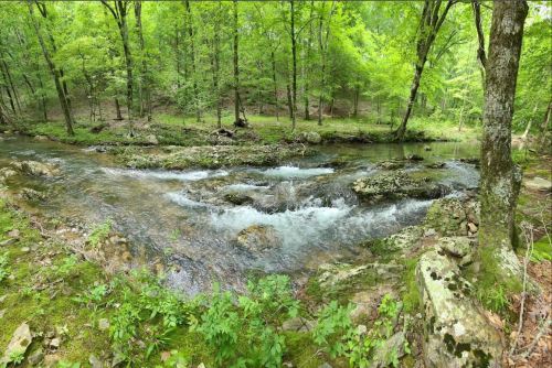 A serene forest scene with a flowing stream, surrounded by lush green trees and rocky banks.