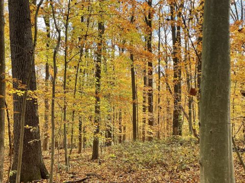 A serene forest scene with tall trees displaying vibrant autumn foliage in shades of orange and yellow.