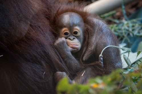 A young orangutan clings to its mother's fur, looking curiously at the camera amidst greenery.