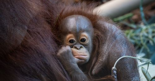 A young orangutan cuddles close, resting its chin on its hand with a curious expression.
