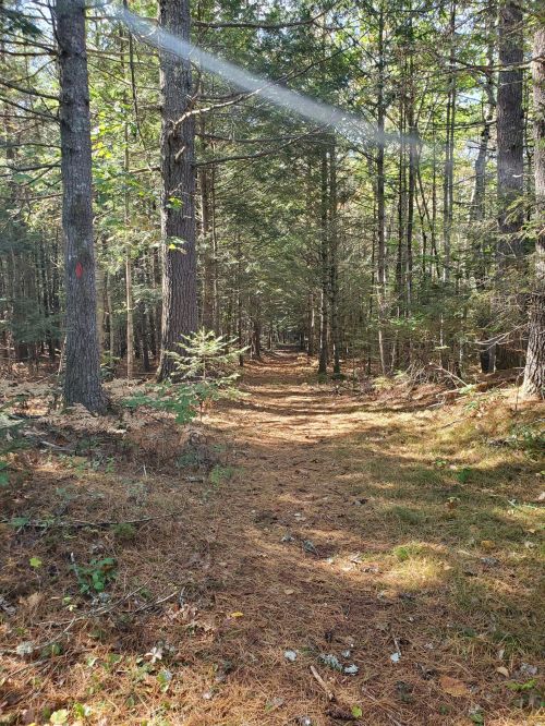 A sunlit forest path lined with tall trees and scattered fallen leaves, creating a serene, natural atmosphere.