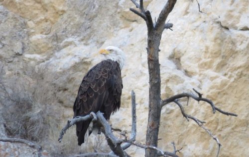 A bald eagle perched on a bare branch against a rocky background.