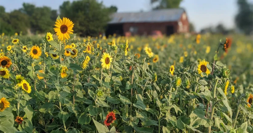A field of vibrant sunflowers with a rustic red barn in the background under a clear blue sky.