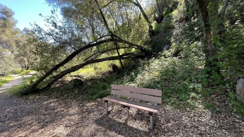 A wooden bench sits on a leaf-covered path, surrounded by lush greenery and leaning trees in a serene outdoor setting.
