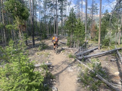 A person biking on a dirt trail through a forest of tall trees and scattered logs under a clear blue sky.