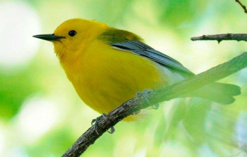 A vibrant yellow bird perched on a branch, surrounded by soft green foliage.