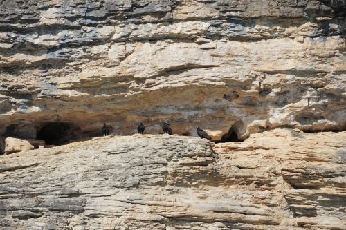 A rocky cliff with several birds perched on a ledge, surrounded by textured stone formations.