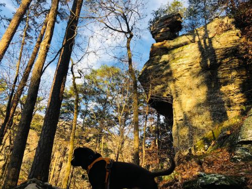 A dog stands in a forest with tall trees and a large rock formation in the background, under a blue sky.