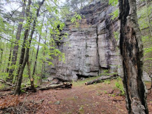 A rocky cliff surrounded by green trees and fallen logs in a forested area.