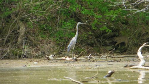 A heron stands by the water's edge, surrounded by greenery and fallen branches.
