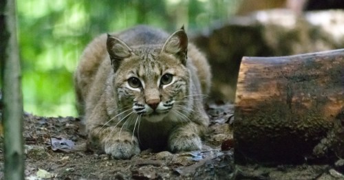 Bob cat perched in habitat at the NH Natural Science Center
