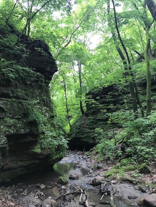 Lush green forest with rocky cliffs and a small stream running through a narrow valley.