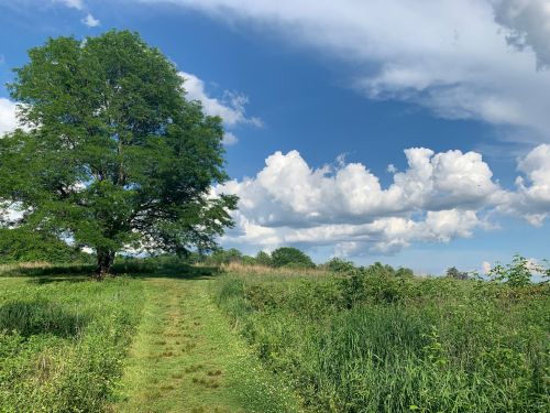 A lush green path leads through a field, with a large tree and fluffy clouds in a blue sky above.