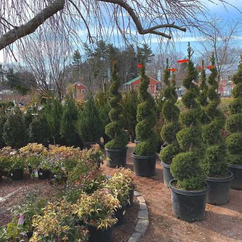 A garden center displays various potted plants, including spiral-shaped evergreens and colorful shrubs under a clear sky.