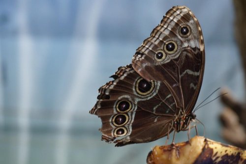 A close-up of a brown butterfly with striking eye-like patterns on its wings, perched on a piece of fruit.