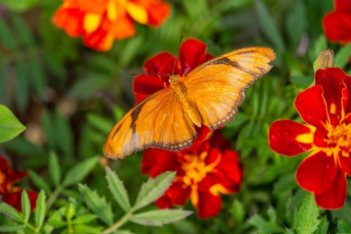 An orange butterfly perched on vibrant red and yellow flowers amidst green foliage.