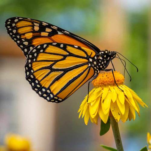 A vibrant monarch butterfly perched on a bright yellow flower, surrounded by greenery.