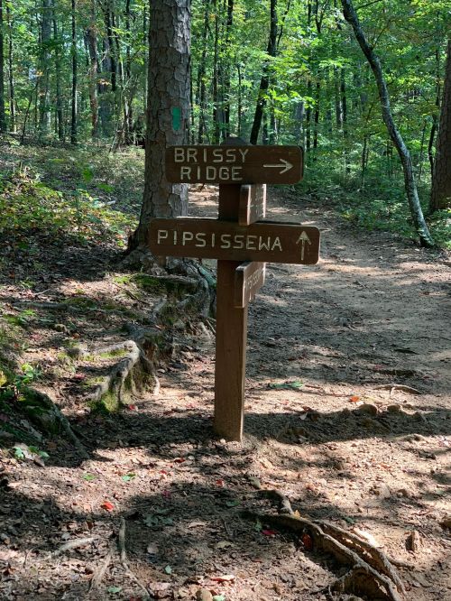 Wooden trail sign with arrows pointing to "Brissy Ridge" and "Pipsissewa" in a wooded area.