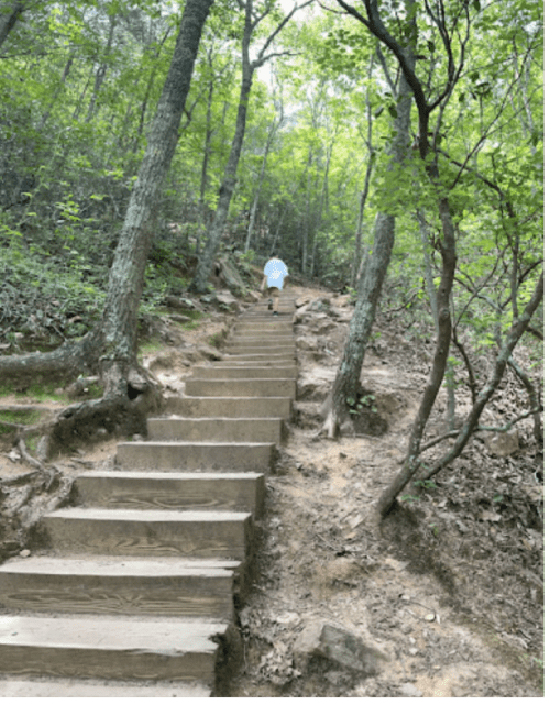 A person walks up a wooden staircase through a lush green forest.