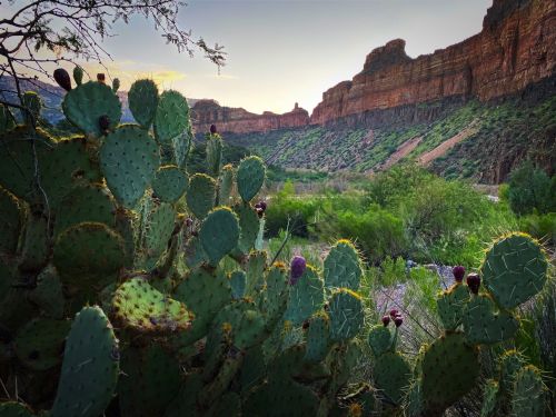 A vibrant landscape featuring prickly pear cacti in the foreground, with rugged cliffs and a sunset in the background.