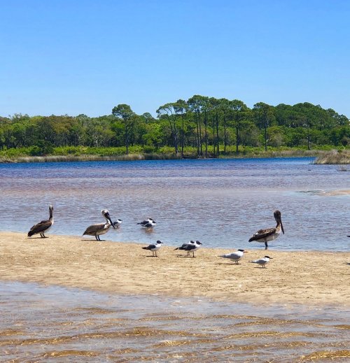 A serene beach scene with various birds standing on the sand near calm water and lush green trees in the background.
