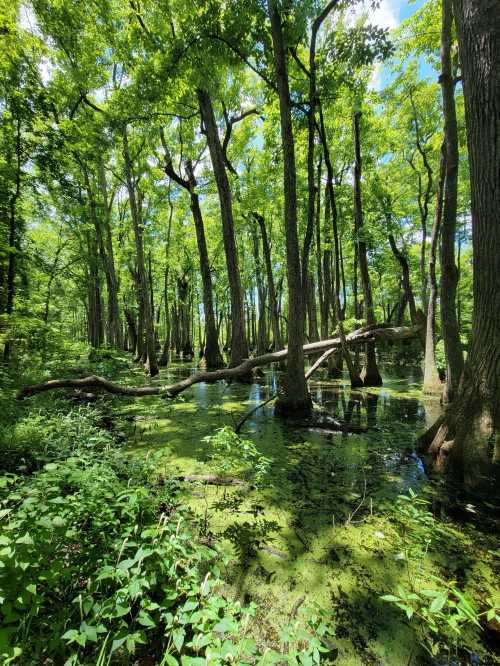 Lush green forest with tall trees reflected in a tranquil swamp, surrounded by vibrant foliage and sunlight filtering through.