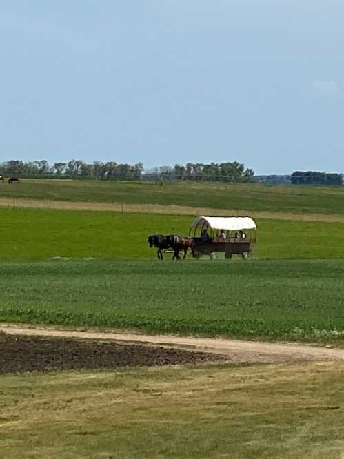 A horse-drawn wagon travels across a green field under a clear blue sky.