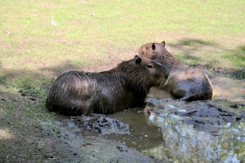 Two capybaras sitting in muddy water, surrounded by green grass in a sunny outdoor setting.