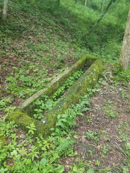 A moss-covered stone trough surrounded by lush greenery in a wooded area.