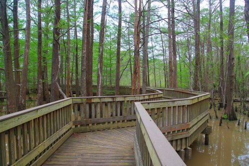 A winding wooden boardwalk through a lush green swamp with tall trees and still water.