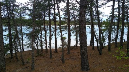 A serene view of a lake surrounded by tall pine trees and a sandy shore, with a cloudy sky above.