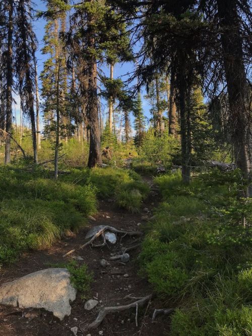 A forest path winding through tall trees and lush greenery, with rocks and roots visible along the trail.