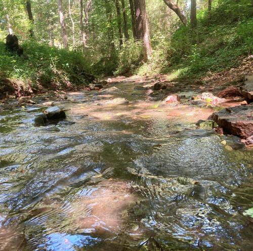 A serene stream flows through a lush, green forest, with sunlight reflecting off the water and rocks.