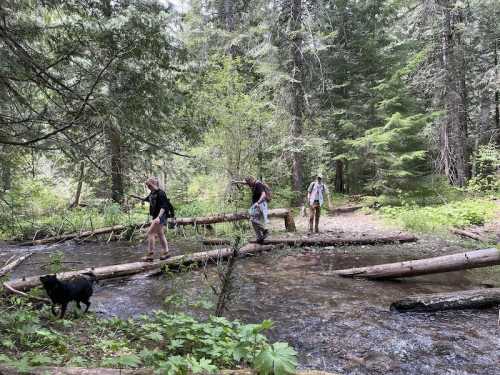 Three people and a dog crossing a stream on fallen logs in a lush, green forest.