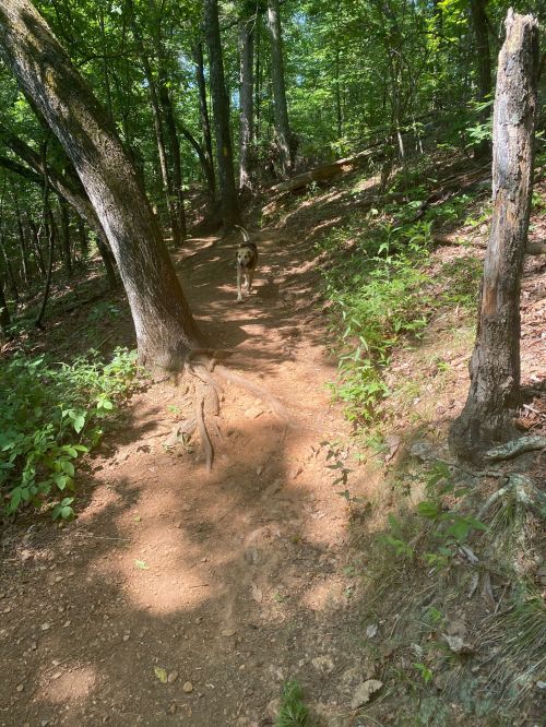 A dog walking along a dirt path in a lush, green forest with trees and sunlight filtering through the leaves.