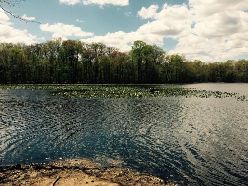 A serene lake surrounded by lush trees and a cloudy sky, with lily pads floating on the water's surface.