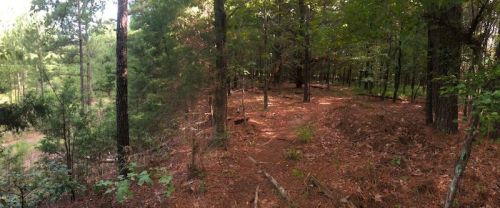 A serene forest path surrounded by tall trees and scattered pine needles on the ground.