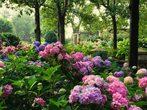 A vibrant garden filled with blooming hydrangeas in shades of pink and blue, surrounded by lush greenery and trees.