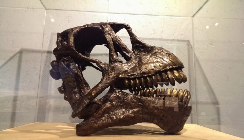 A fossilized dinosaur skull displayed in a glass case, showcasing detailed teeth and bone structure.