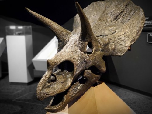 A detailed fossilized skull of a Triceratops displayed in a museum setting.