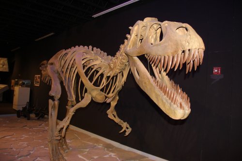 A large dinosaur skeleton, resembling a T. rex, displayed in a museum against a dark background.